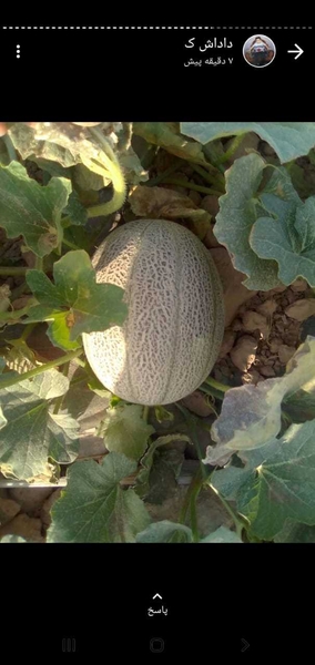 Дыня сорт 1 размер средние ( вес 3-4 кг )  - Изображение #3, Объявление #1724324