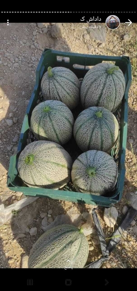 Дыня сорт 1 размер средние ( вес 3-4 кг )  - Изображение #5, Объявление #1724324