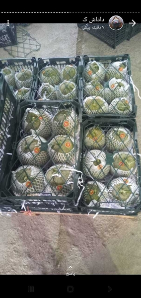 Дыня колхозница  - Изображение #1, Объявление #1724410