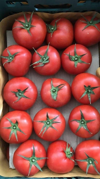 Помидоры........                                        - Изображение #1, Объявление #1724408