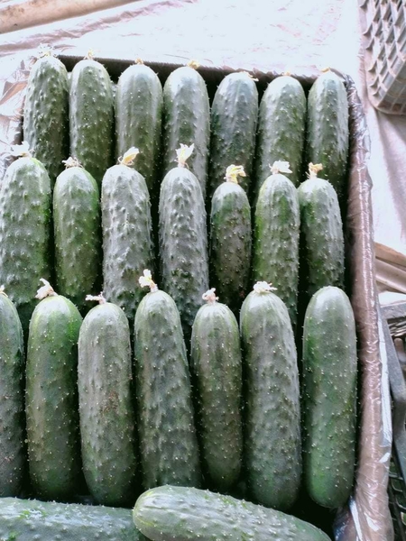 Огурцы                                    - Изображение #2, Объявление #1724407