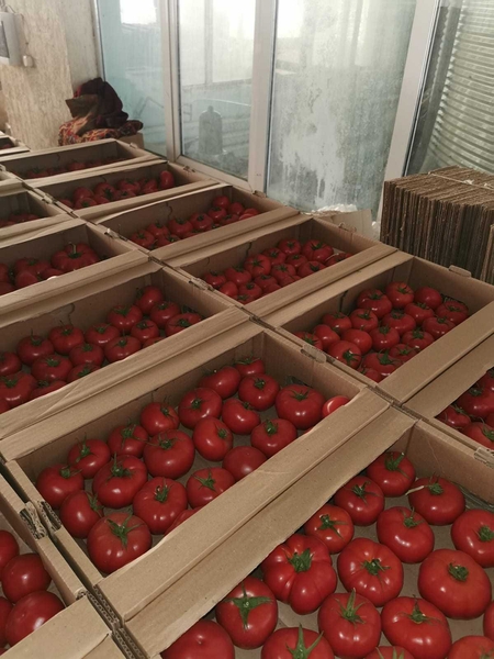 Помидоры........                                        - Изображение #3, Объявление #1724408