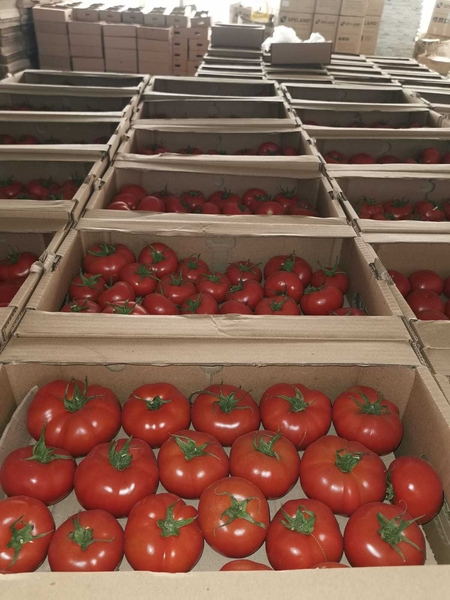 Помидоры........                                        - Изображение #4, Объявление #1724408