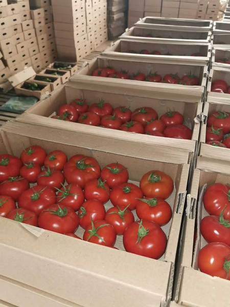 Помидоры........                                        - Изображение #5, Объявление #1724408