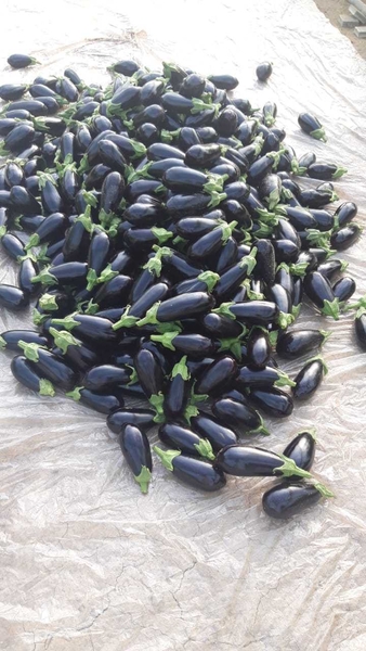 Баклажаны  - Изображение #2, Объявление #1724418