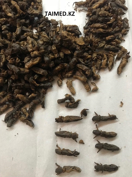 Азиатская медведка из Китая и Таиланда. Травы Алтая. Доставка в подарок. Скидки! - Изображение #3, Объявление #1725284