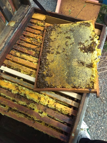 Горно Иссык-Кульский мёд. - Изображение #4, Объявление #1729518