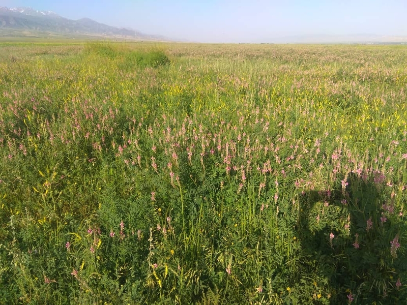 Горно Иссык-Кульский мёд. - Изображение #5, Объявление #1729518