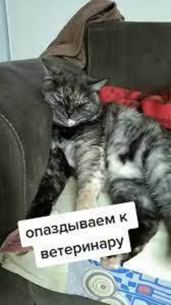 Ветеринарная помощь с выездом и в клинических условиях 247 - Изображение #5, Объявление #1730600