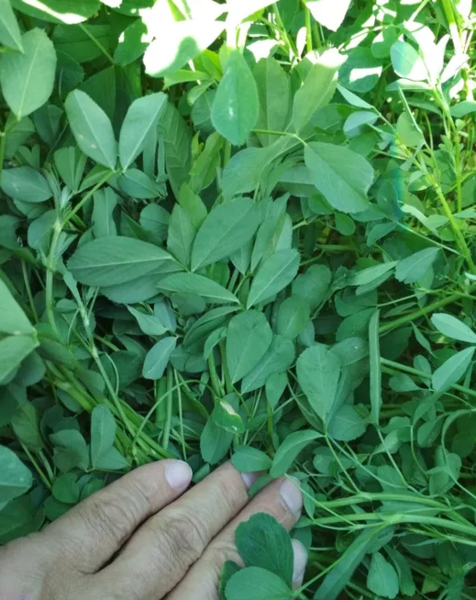 Семене люцерны - Изображение #3, Объявление #1735970