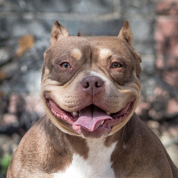 В продаже Американский булли - Изображение #4, Объявление #1737134