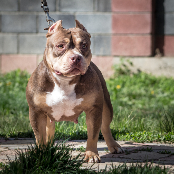 В продаже Американский булли - Изображение #3, Объявление #1737134