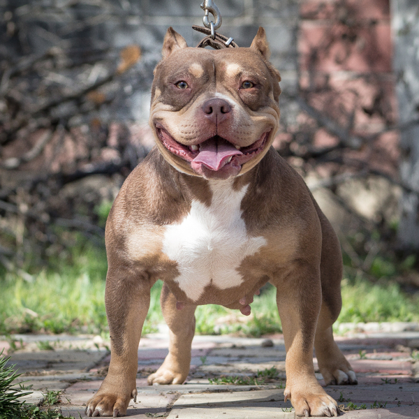 В продаже Американский булли - Изображение #6, Объявление #1737134