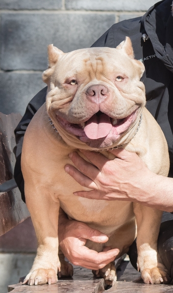 В продаже Американский булли - Изображение #5, Объявление #1737134