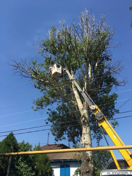 Спил деревьев в Алматы и Алматинской области!!! (НЕ ДОРОГО!!!) - Изображение #5, Объявление #1360479
