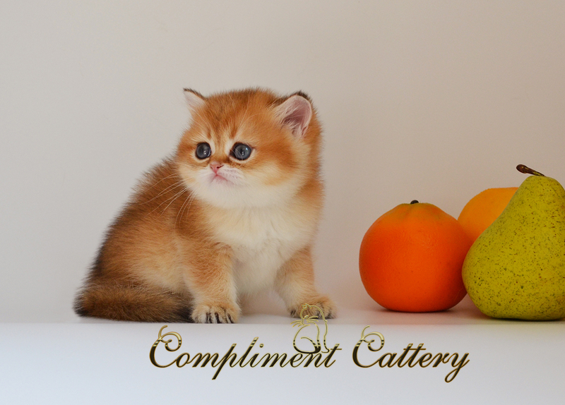 британские золотые котята алматы - Изображение #3, Объявление #1737195