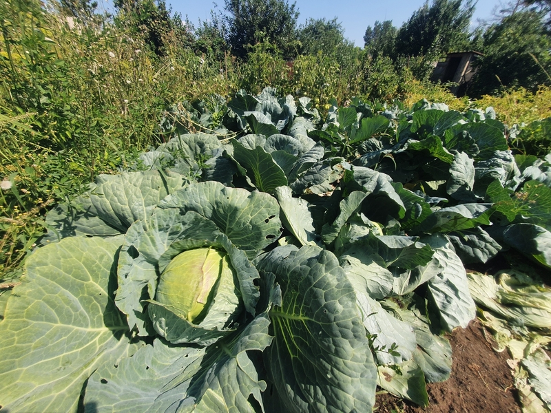 Дача/участок 6 соток. Кооператив "Политехник". Фёдоровка - Изображение #7, Объявление #1738216