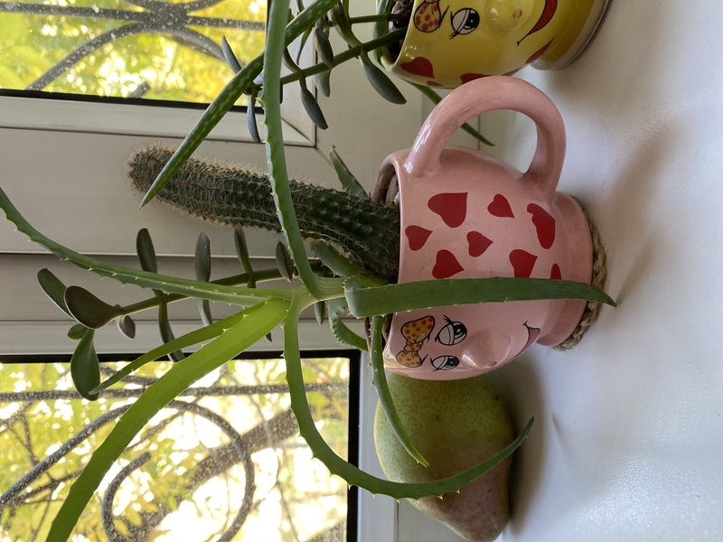 Флорариум-мини из сукулентов - Изображение #3, Объявление #1655034