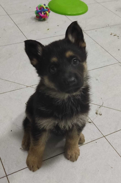 ПРОДАЮТСЯ щенки восточно-европейской овчарки  - Изображение #3, Объявление #1743402