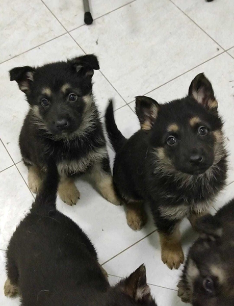 ПРОДАЮТСЯ щенки восточно-европейской овчарки  - Изображение #4, Объявление #1743402