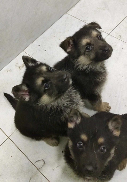 ПРОДАЮТСЯ щенки восточно-европейской овчарки  - Изображение #5, Объявление #1743402