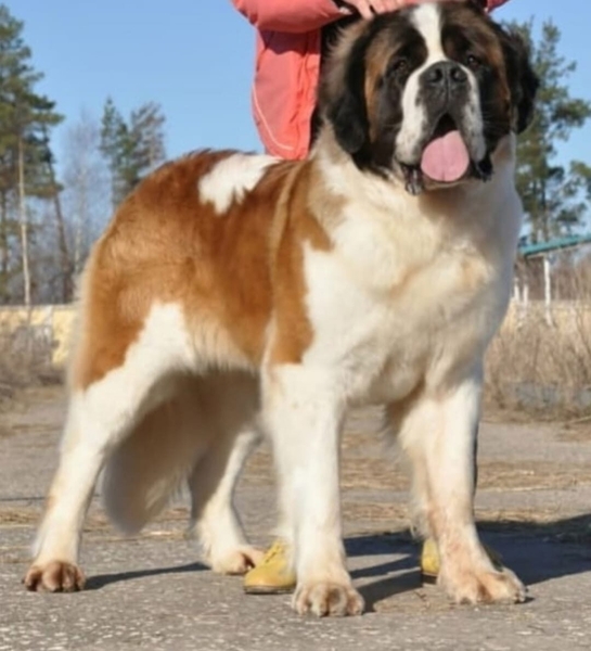 Продажа щенков Сенбернара  - Изображение #3, Объявление #1743350