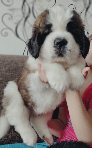 Продажа щенков Сенбернара  - Изображение #4, Объявление #1743350