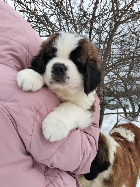 Продажа щенков Сенбернара  - Изображение #5, Объявление #1743350