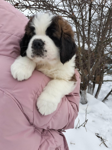 Продажа щенков Сенбернара  - Изображение #6, Объявление #1743350