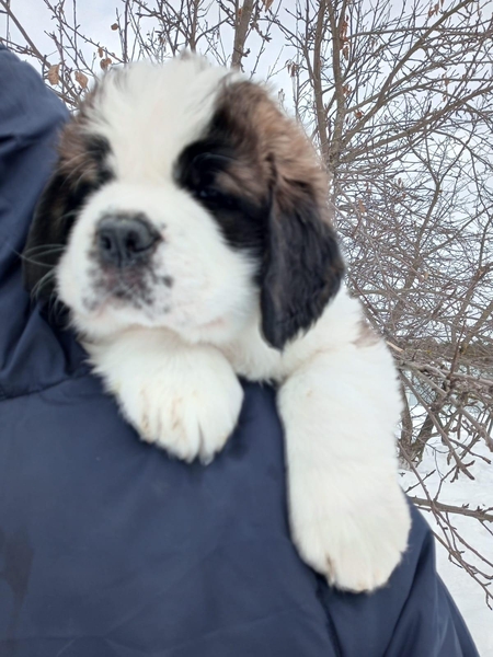 Продажа щенков Сенбернара  - Изображение #7, Объявление #1743350