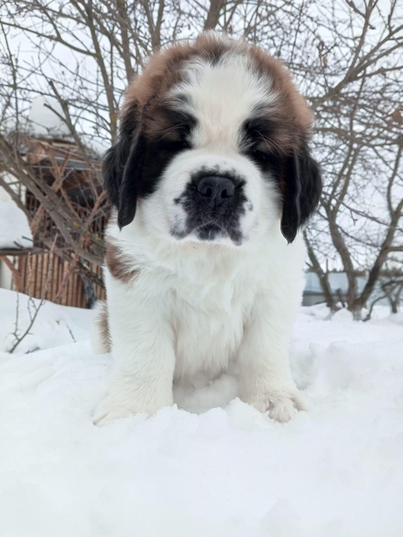 Продажа щенков Сенбернара  - Изображение #8, Объявление #1743350