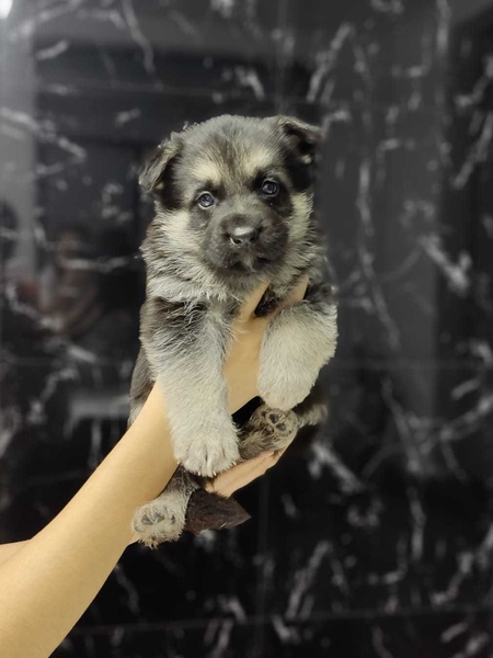 ПРОДАЮТСЯ щенки восточно-европейской овчарки  - Изображение #6, Объявление #1743402