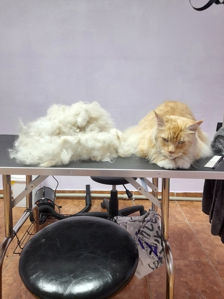 груминг для животных - Изображение #4, Объявление #1744578