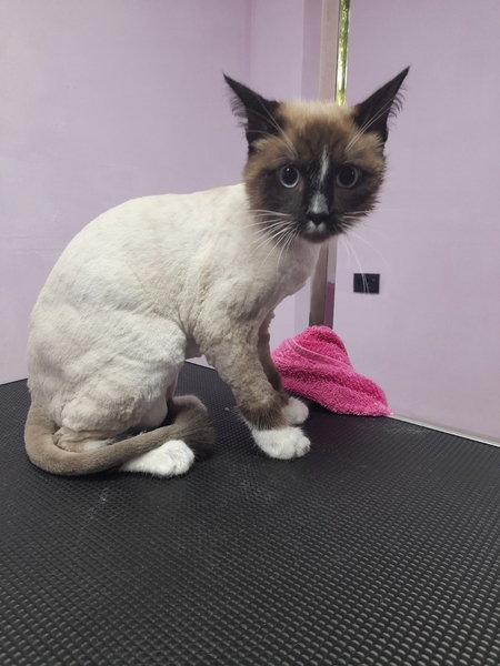 груминг для животных - Изображение #3, Объявление #1744578