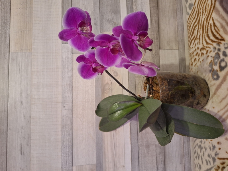 Домашние орхидеи - Изображение #3, Объявление #1747689
