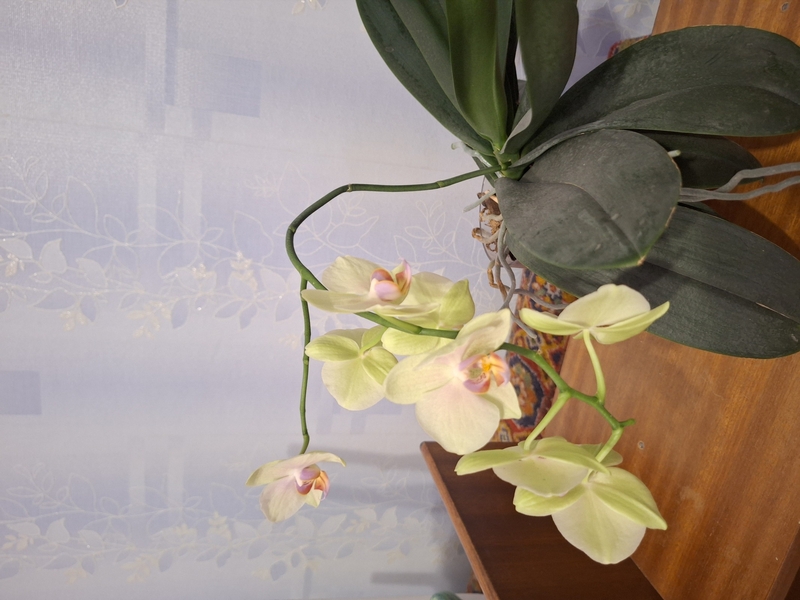 Домашние орхидеи - Изображение #4, Объявление #1747689