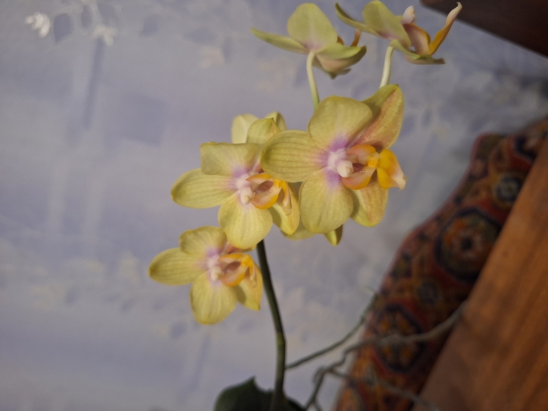 Домашние орхидеи - Изображение #5, Объявление #1747689