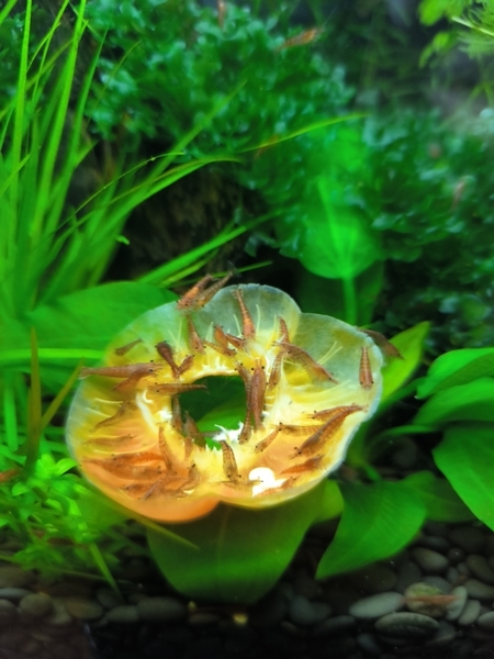 Продаются аквариумные креветки. - Изображение #3, Объявление #1747775