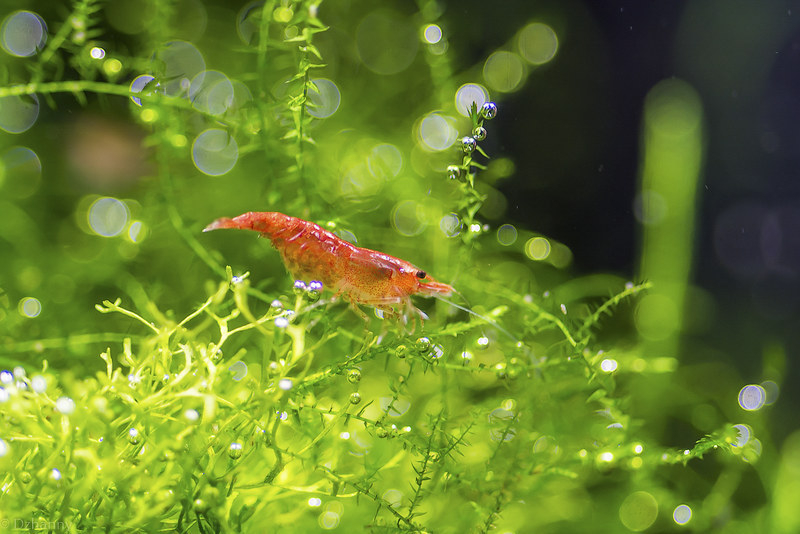 Продаются аквариумные креветки. - Изображение #1, Объявление #1747775