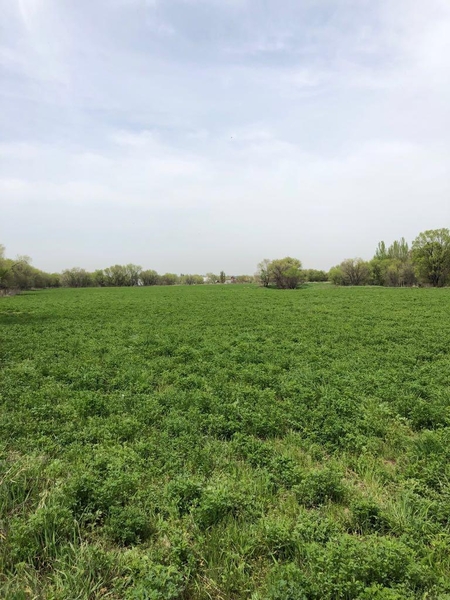 Продажа участка 635 соток в пригороде Алматы - Изображение #6, Объявление #1748915