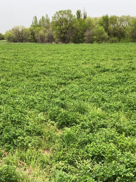 Продажа участка 635 соток в пригороде Алматы - Изображение #7, Объявление #1748915