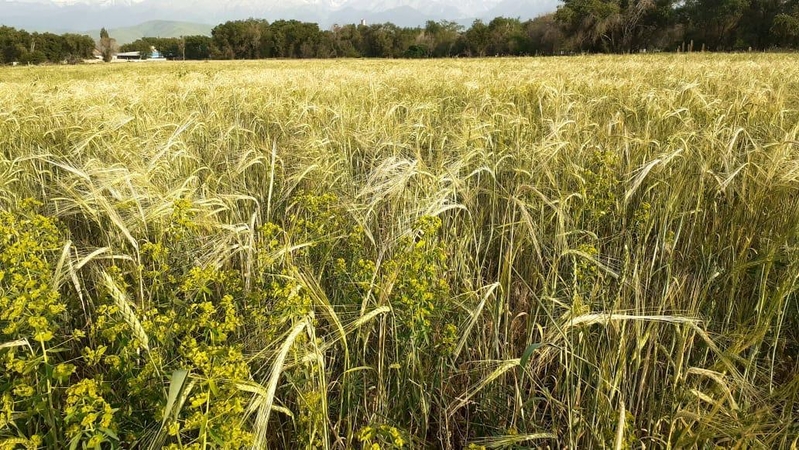 Продажа участка 635 соток в пригороде Алматы - Изображение #9, Объявление #1748915