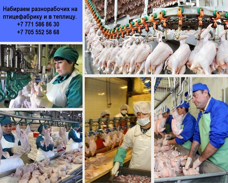 Компания ПРO работа ищeт разнорабочих на работу в птицефабр. и теплицу - Изображение #1, Объявление #1750175