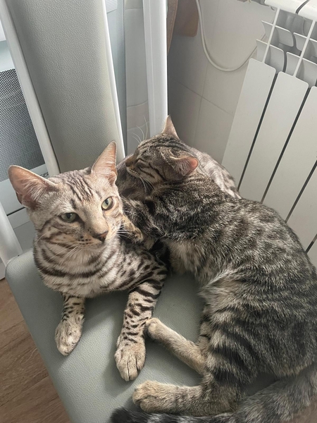 Срочнр Продам КОТА Бенгал - Изображение #2, Объявление #1751167