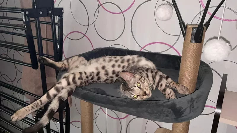 Срочнр Продам КОТА Бенгал - Изображение #3, Объявление #1751167