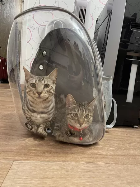 Срочнр Продам КОТА Бенгал - Изображение #4, Объявление #1751167