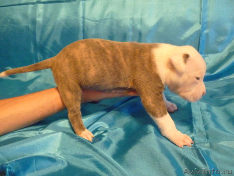 Американский бульдог-щенки - Изображение #3, Объявление #733443