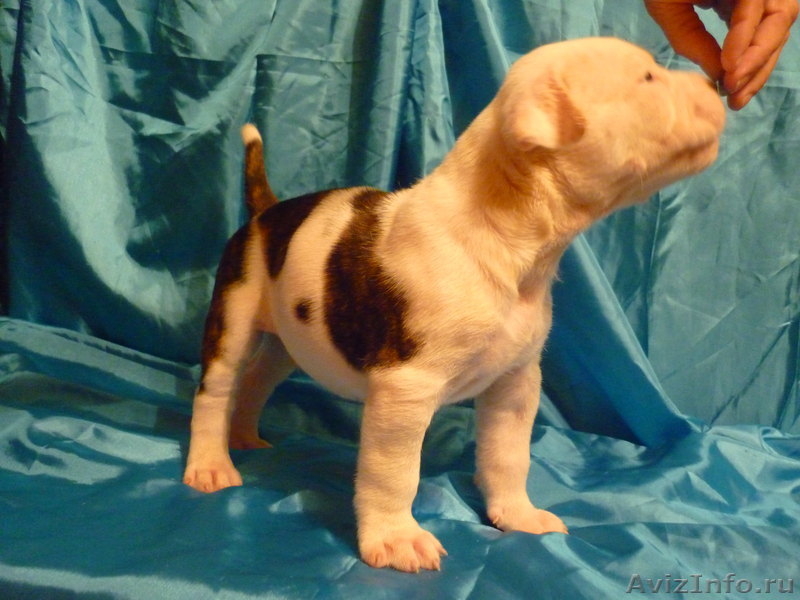 Американский бульдог-щенки - Изображение #4, Объявление #733443