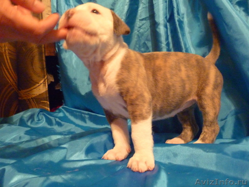 Американский бульдог-щенки - Изображение #6, Объявление #733443