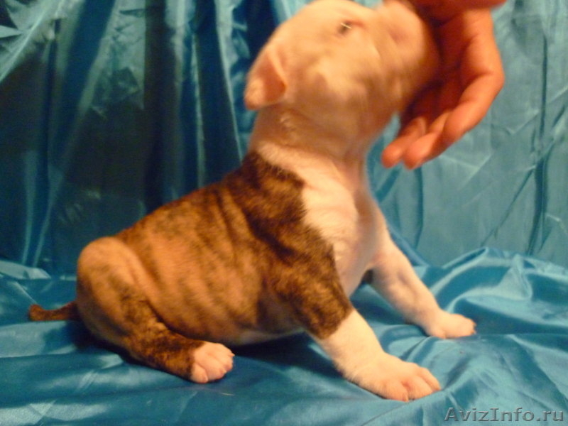 Американский бульдог-щенки - Изображение #7, Объявление #733443